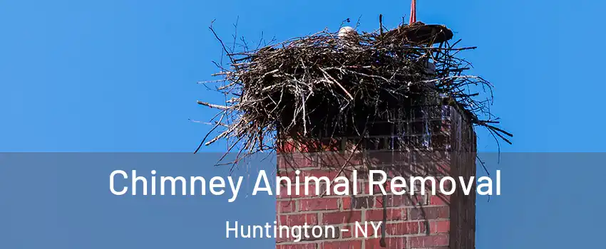  Chimney Animal Removal Huntington - NY