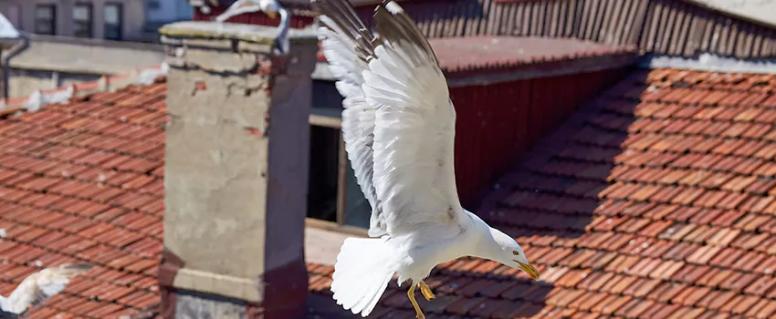 Residential Chimney Animal Removal Solution in Huntington, NY