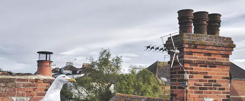 Chimney Cleaning And Restoration in Huntington, New York